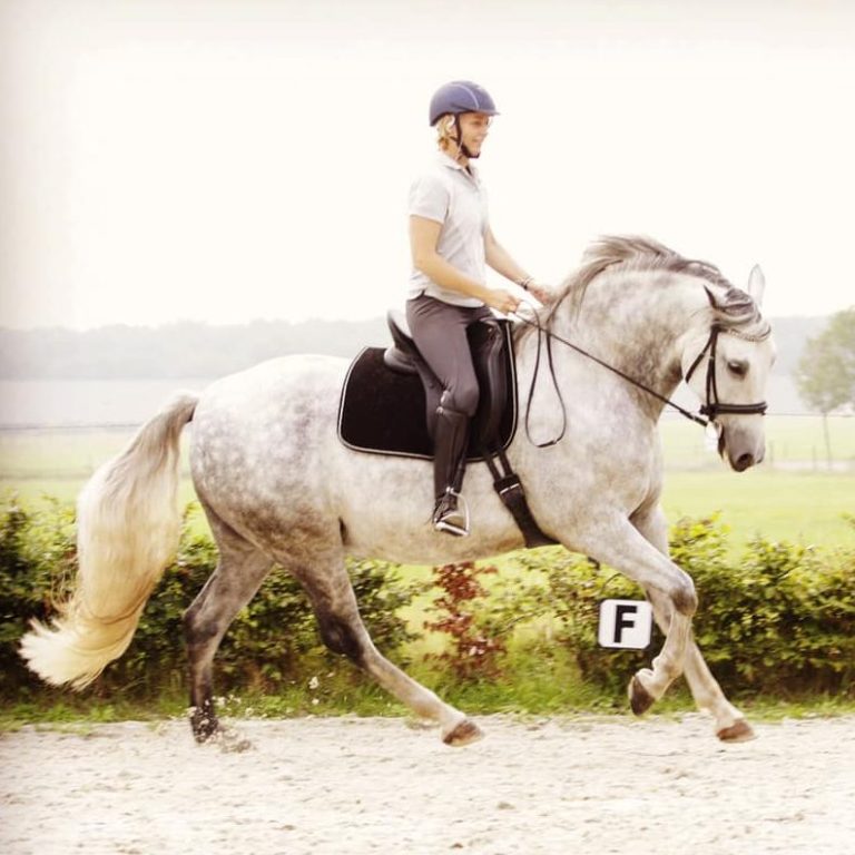 Ruiter op PRE paard rijdt dressuur – gebalanceerde zit na Schleese zadelaanpassing